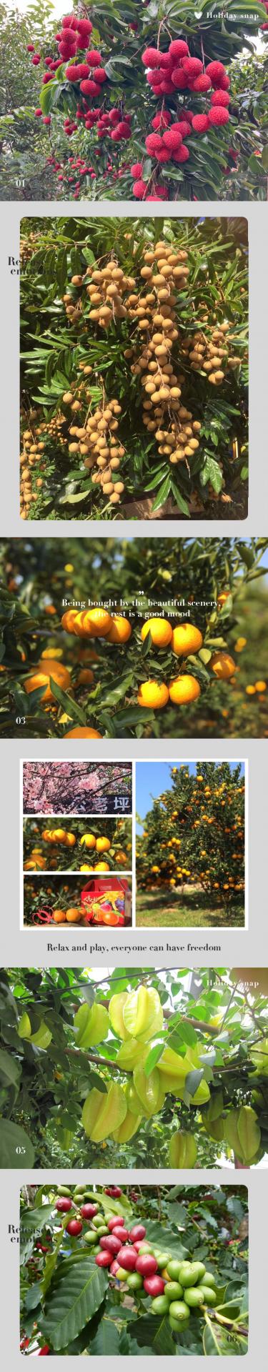 公老坪、台中農場、果園